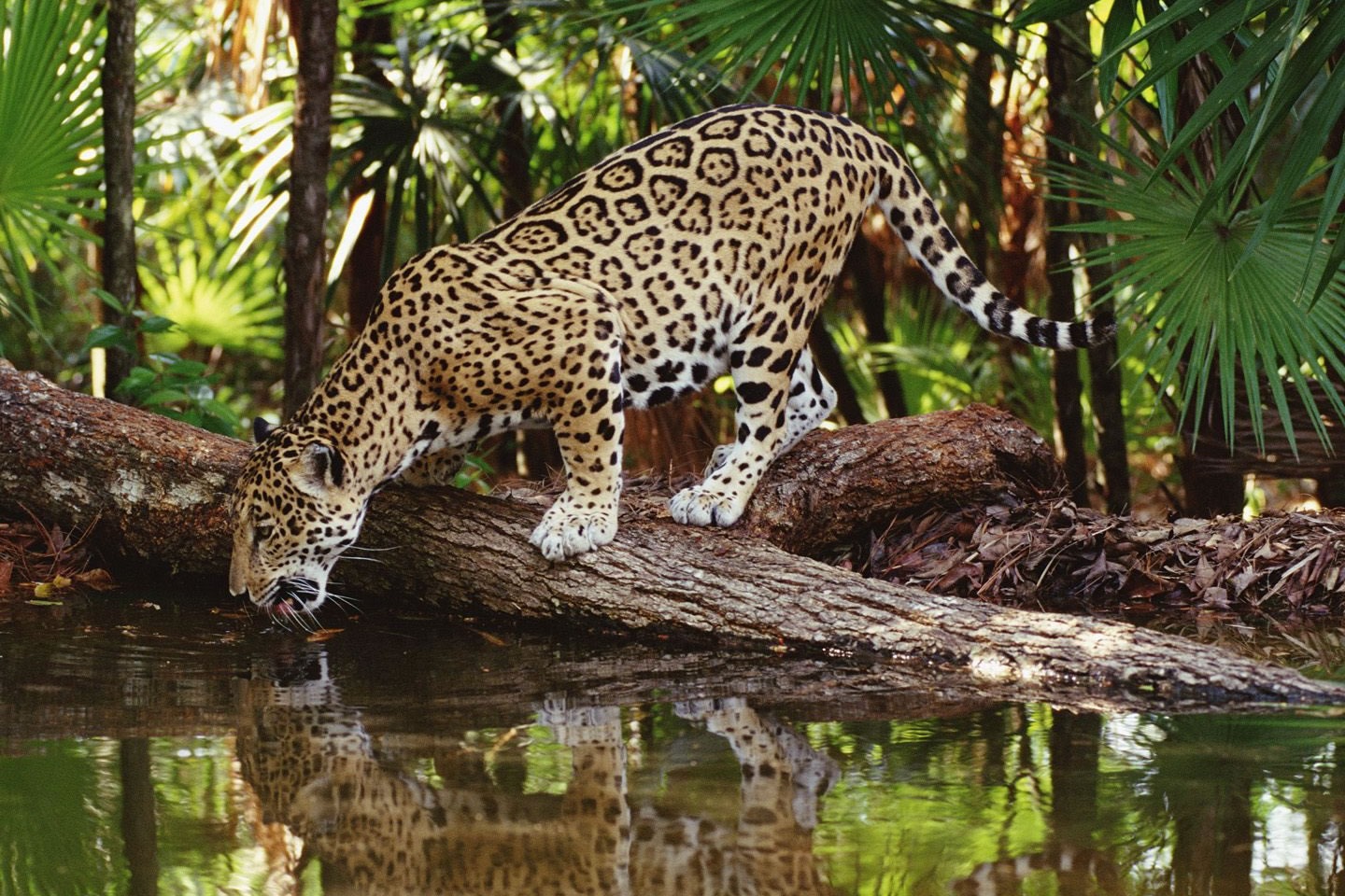 Gobierno de la Presidenta Castro implementó acciones contra la deforestación, tráfico y rescate de la fauna silvestre